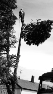 #arborist,#sektionsfällning, #trädjobb, #trädfällningvåxnäs