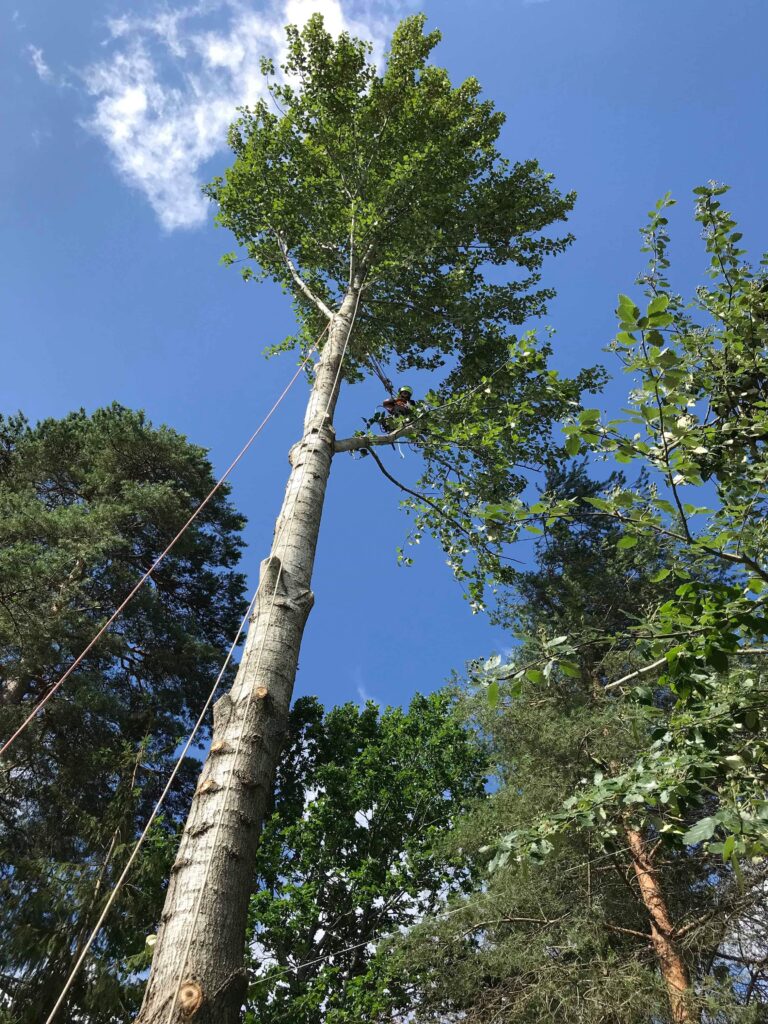 Hög infästningspunkt, nedfirning av grenar med linbana samt pendelfirning.