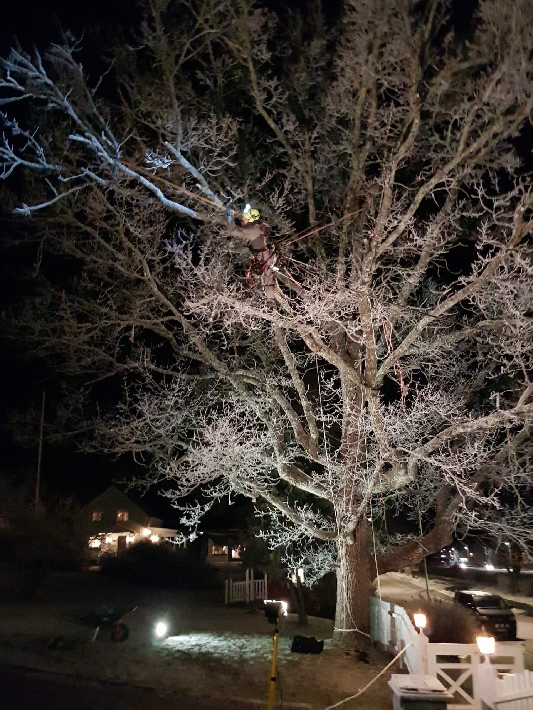 Trädfällning, beskärning och stubbfräsning